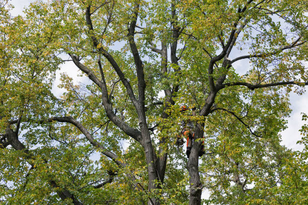 Professional Tree Care in Grandview Heights, OH